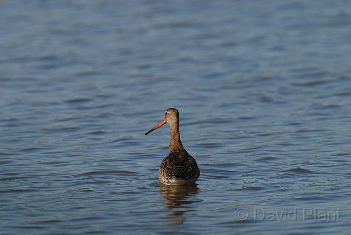 Black-tailed godwit - F.JPG - Black-tailed godwit - Slimbridge